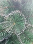 Коледна елха с бели заскрежени връхчета, снимка 4