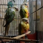 продавам папагали пирура, снимка 1