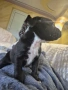 Продавам питбулчета , снимка 4