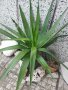 Палма Юка агаве стайна, снимка 1 - Стайни растения - 32852031