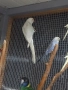 Продавам папагал пенантова розела, снимка 5