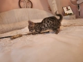 Бенгалска котка , снимка 4