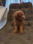 Мини Пудел, снимка 3