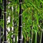 100 бр бамбукови семена от черен бамбук Black Bamboo растение декорация за двора и градината, снимка 1