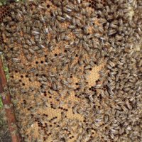 Пчелни майки и отводки рег. Номер 5567-0278 , снимка 4 - За пчели - 32094069