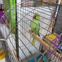 Избор на папагали, снимка 3 - Папагали - 40114947