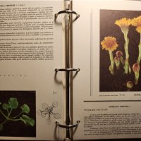 Atlas des Mauvaises herbes - Атлас на плевелите ( градинските), на френски, рядък, мин.тираж, цветен, снимка 4 - Енциклопедии, справочници - 43792122