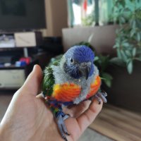 Социални бебета папагали многоцветно лори, снимка 7 - Папагали - 36546877