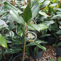Магнолия Грандифлора  “Magnolia Grandiflora”, снимка 5 - Разсади - 35664284