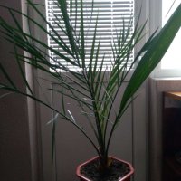 Палма-финикова, снимка 4 - Стайни растения - 30844825