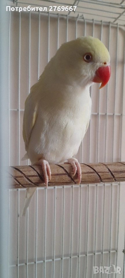 Малък Александър, снимка 1