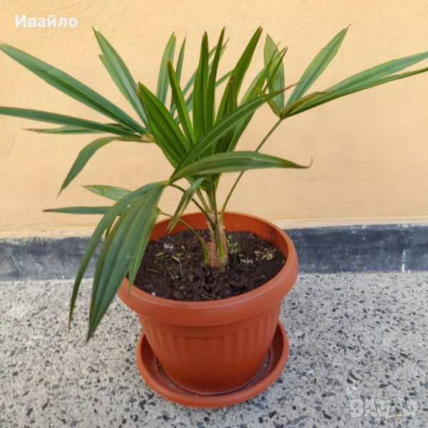 Палма Трахикарпус, снимка 1