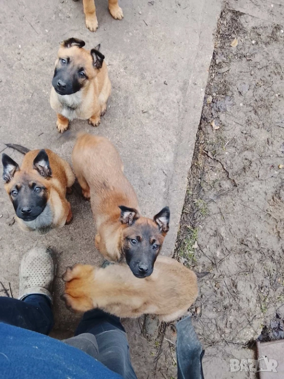 Малки белгийски овчарки , снимка 1