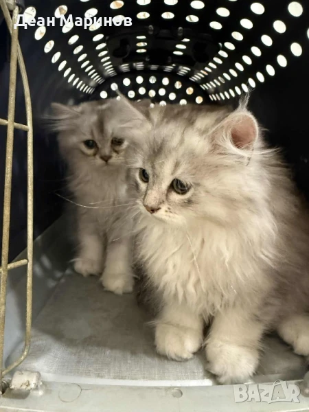 Британска дългокосместа сребърна чинчила, снимка 1