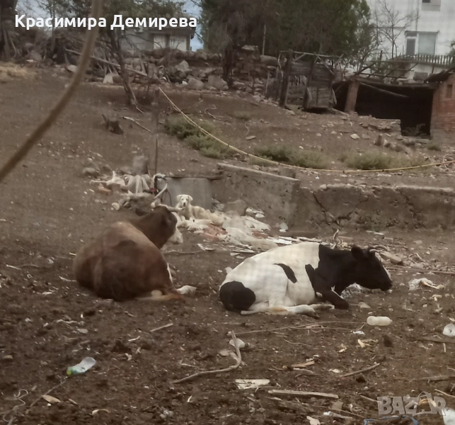 Продавам крава. Намалена цена, снимка 1