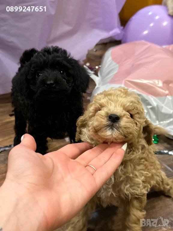 Пудел той, снимка 1