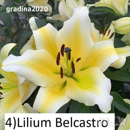 Луковици на Лилиум, снимка 1