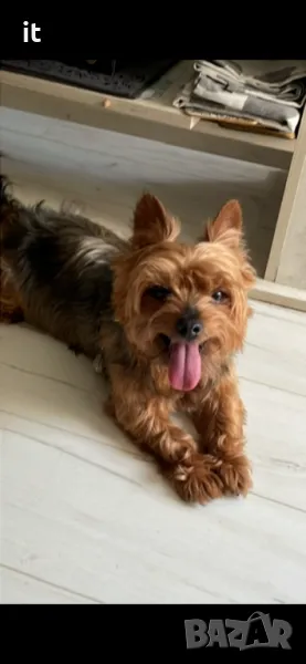 Йорки Джаки търси приятелка :) заплащане!, снимка 1