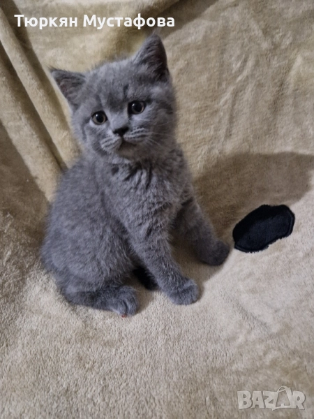 Шотландски и британси котета , снимка 1