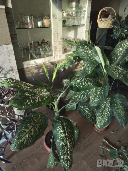 Стайно цвете Дефимбахия 3бр.идруги, снимка 1