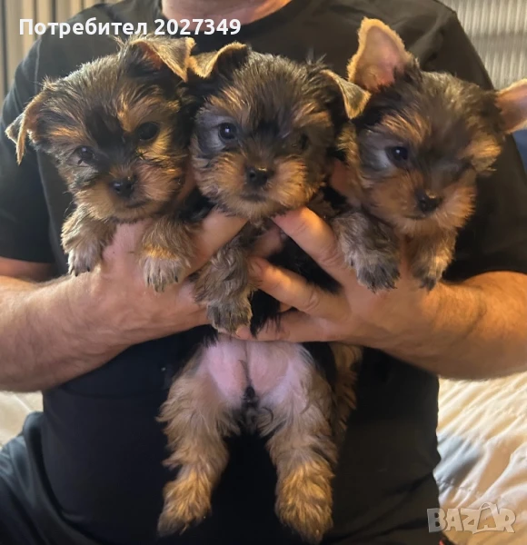Бебе йорки мъжко, снимка 1