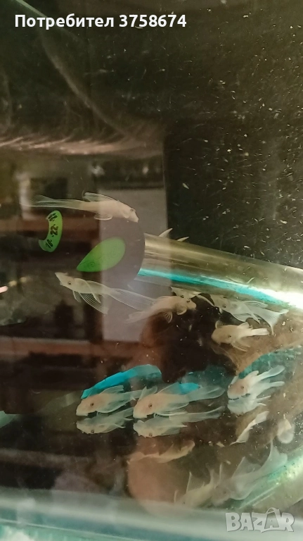 Ancistrus snow white, снимка 1