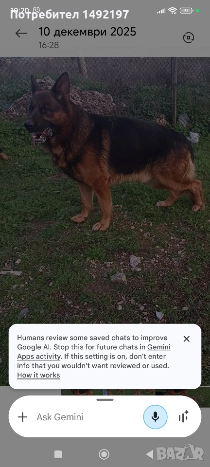 Елитно мъжко куче немска овчарка , снимка 1