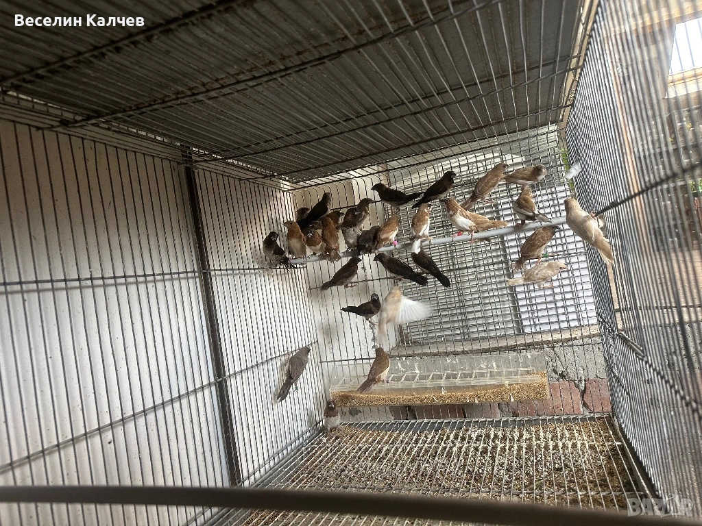 Японски амадини, снимка 1