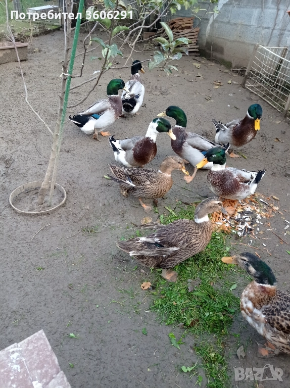 5 бр.зеленоглави мъжки йордеци, снимка 1