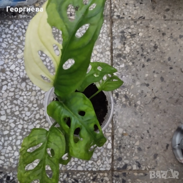 разменям, снимка 1