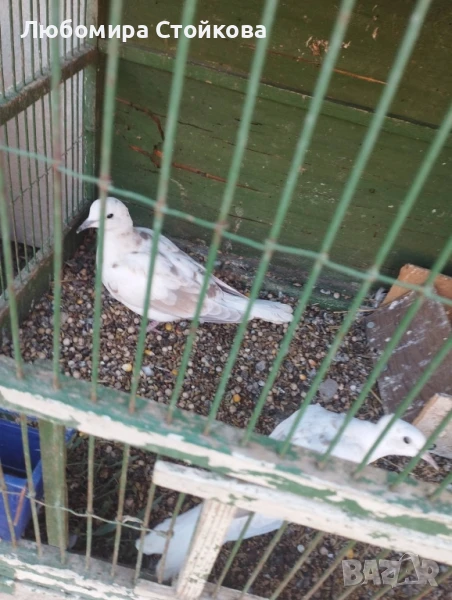 гугутки - скумриики, снимка 1