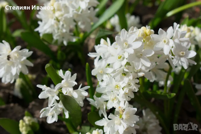 Пушкиния - бяла (Puschkinia scilloides var. libanotica 'Alba') – луковички, снимка 1