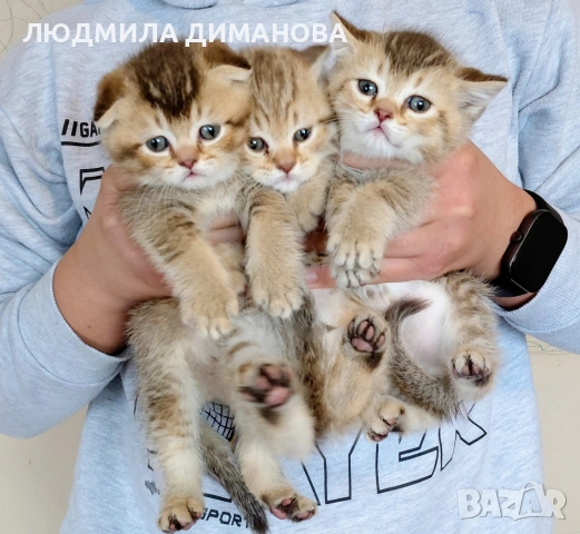 Шотландски мъжки със зелени очи. , снимка 2 - Британска късокосместа - 53594307