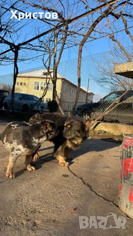 Френски булдог бебета ( Флуфи кариар и вижуал Флуфи), снимка 4 - Френски булдог - 49403264