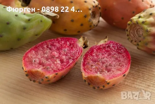  Опунция, кактусова смокиня, снимка 2 - Разсади - 48093171