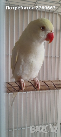 Малък Александър