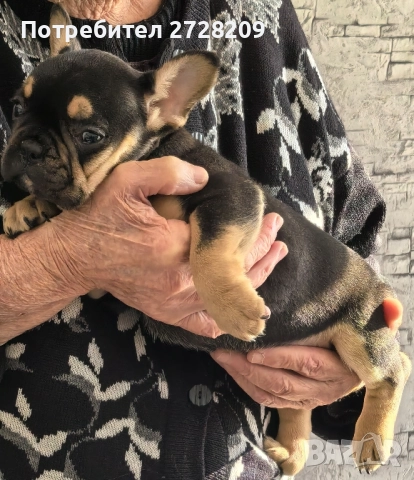 Френски булдог/French Bulldog , снимка 7 - Френски булдог - 52929981