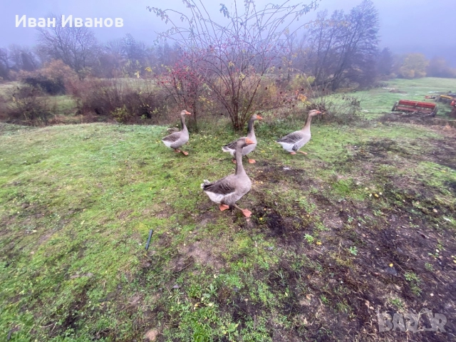 Гъски , снимка 2 - Патици и гъски - 52852245