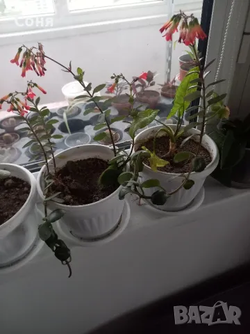 Каскадно каланхое, снимка 13 - Стайни растения - 44175683