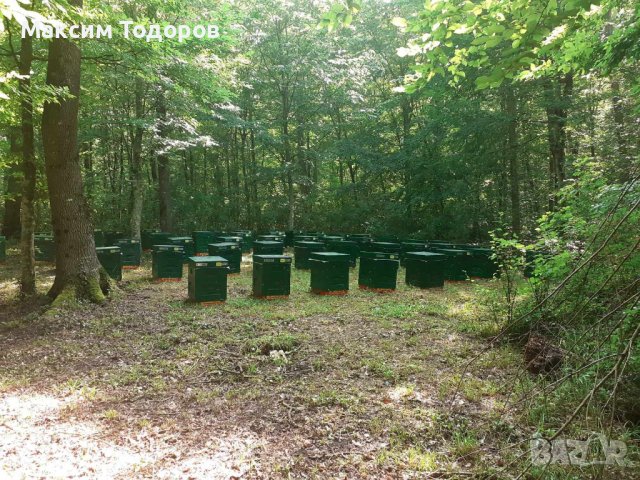 Билков мед, снимка 8 - Пчелни продукти - 38946723