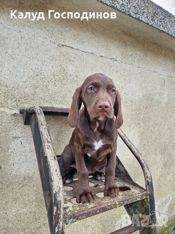 Продавам кученца, снимка 5 - Други - 53426117