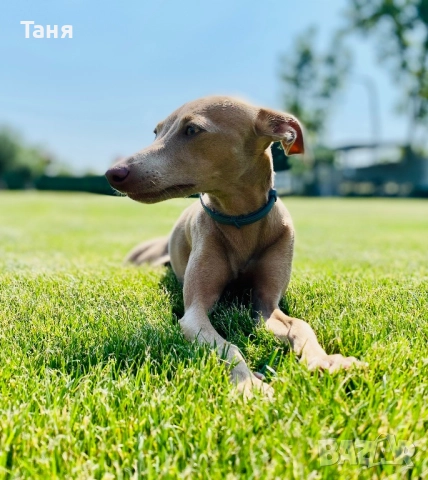 Малки италиански хрътки, снимка 5 - Хрътка - 52676953