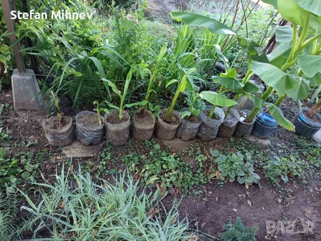 банан муса баджо студоустойчив, снимка 3 - Градински цветя и растения - 51067187