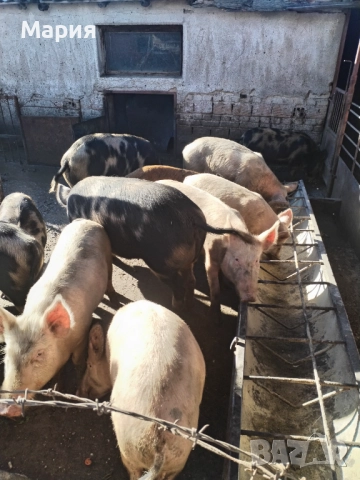 Продавам домашно гледни прасета, снимка 6 - Прасета - 52512973