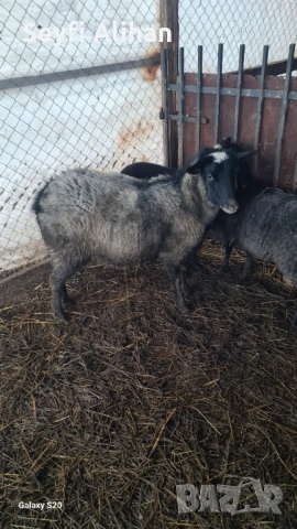 РОМАНОВСКА , снимка 5 - Други животни - 53193594