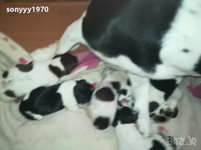 ДЖАК РЪСЕЛ БЕБЕТА-РОДЕНИ 11.08.25г 1208251833, снимка 12 - Джак ръсел териер - 51343492