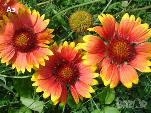 Продавам цветя Гайлардия – разсад за есенно засаждане в градината, различни цветове, снимка 14 - Разсади - 30273860