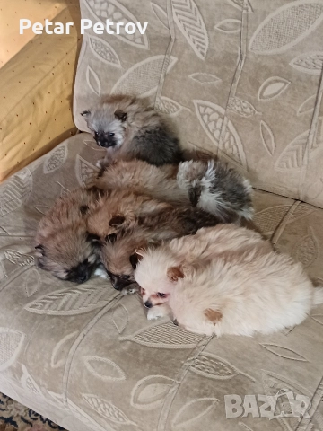 Шпиц мини , снимка 16 - Шпиц - 52812758