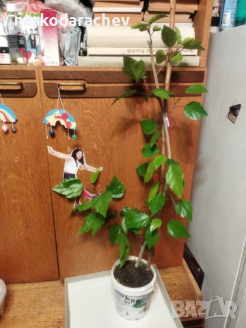 Китайски рози цвят червен празен фуния, снимка 10 - Стайни растения - 34949038