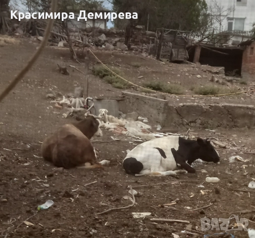 Продавам крава. Намалена цена